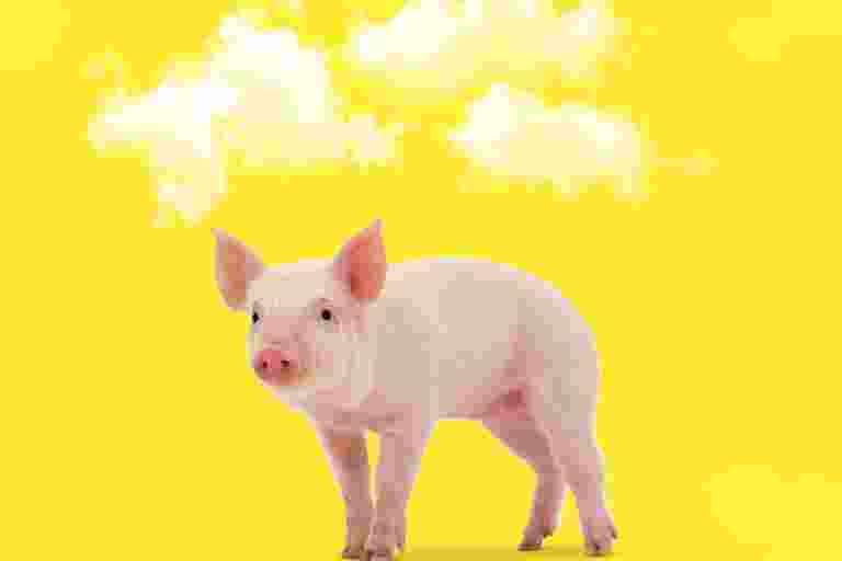It is physically impossible for pigs to look up into the sky.